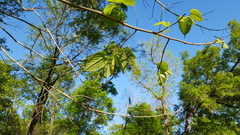 Tilia americana caroliniana
