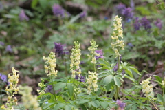 Corydalis cava marschalliana