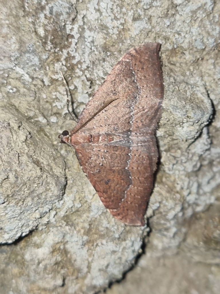 Herbulotina maderae