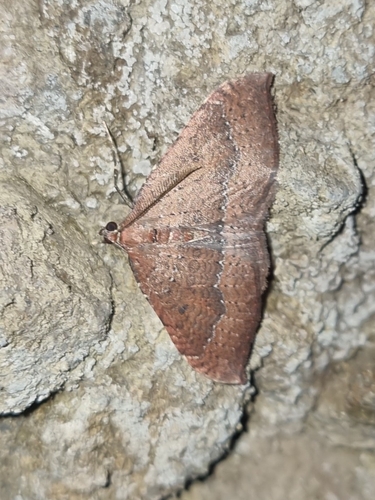 Herbulotina maderae