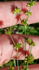Juncus acuminatus