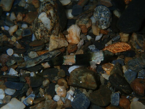 Scaleless Goby