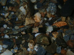 Taiwanese Dragon Micro Goby photo 1