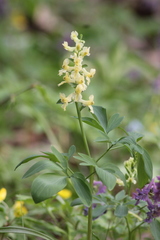 Corydalis cava marschalliana