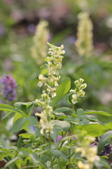 Corydalis cava marschalliana
