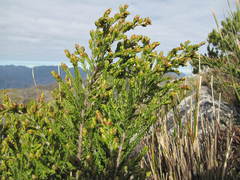 Passerina nivicola