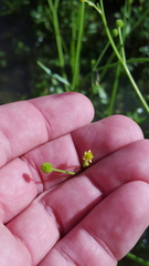 Ranunculus pusillus