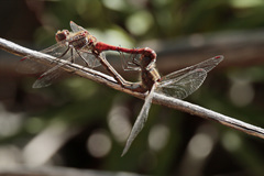 Sympetrum nigrifemur