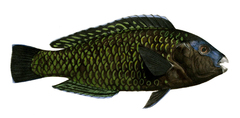 Blue Humphead Parrotfish photo 2
