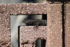 Sceloporus occidentalis longipes