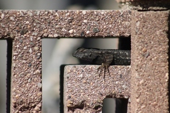 Sceloporus occidentalis longipes