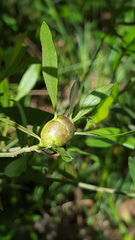 Neolasioptera lathami