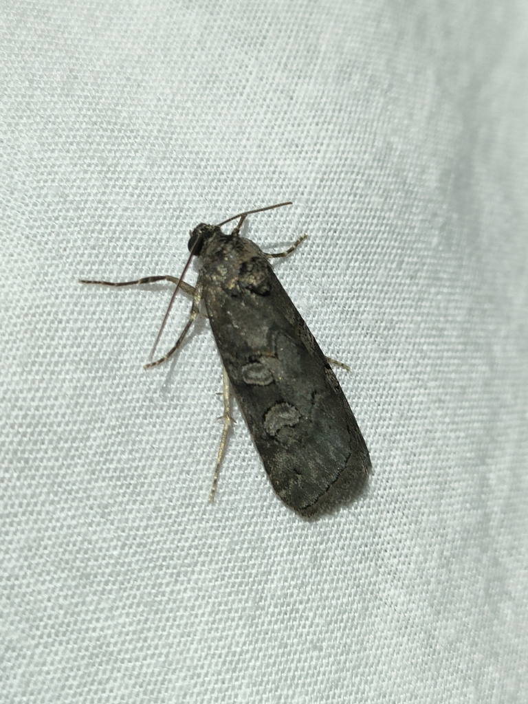 Stilbia philopalis