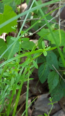 Galium tinctorium