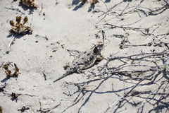 Phrynosoma cerroense