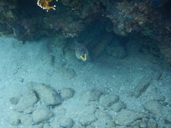 Gymnothorax nudivomer