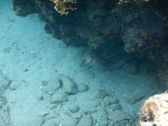 Gymnothorax nudivomer