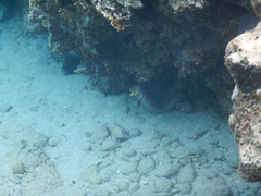 Gymnothorax nudivomer