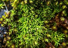 Pseudocrossidium revolutum