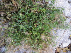 Lepidium banksii