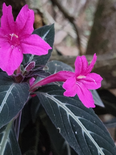 Ruellia makoyana, 2023-10-11