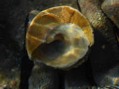 Astralium tentoriiforme