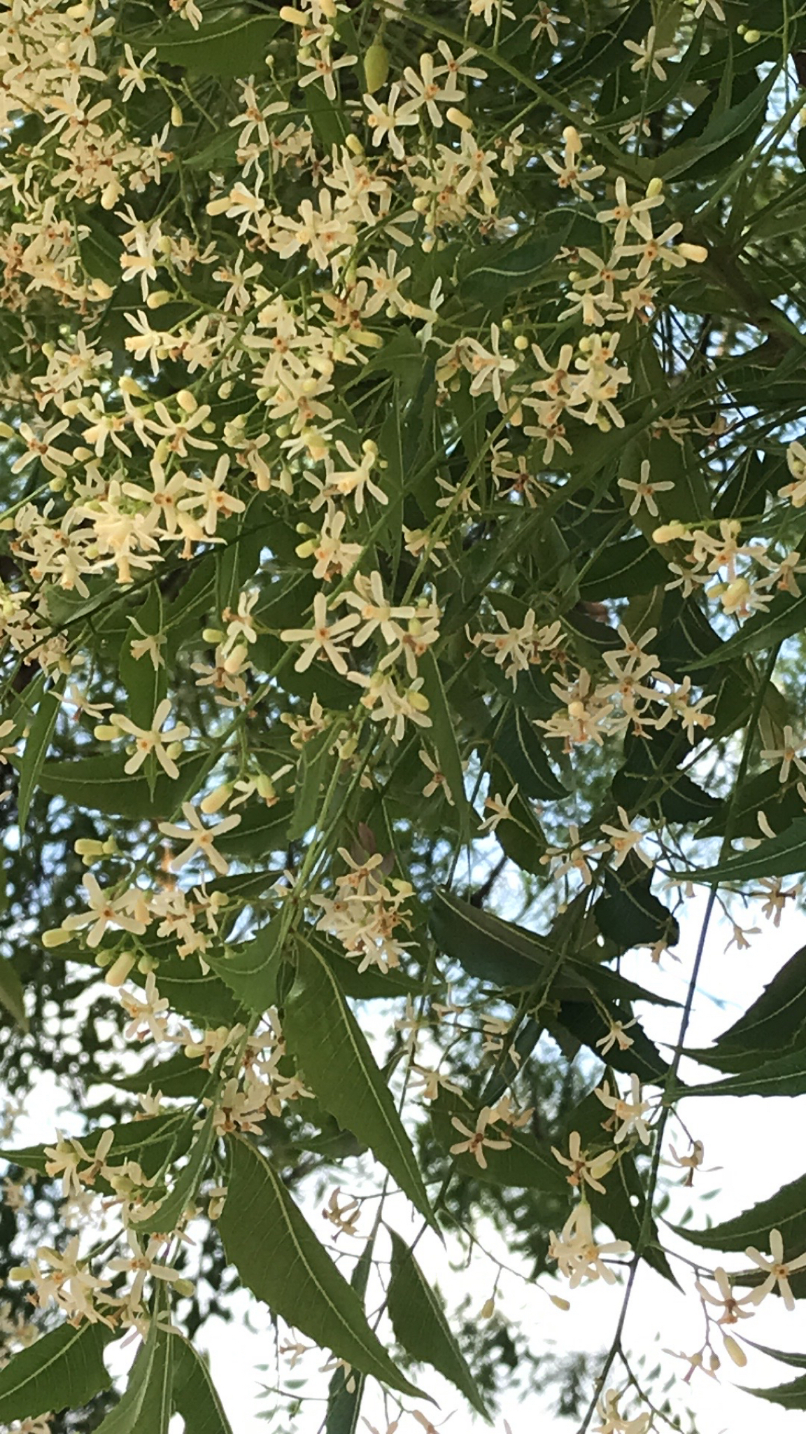Azadirachta indica