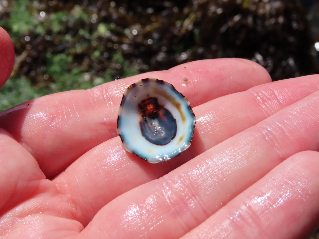 Scurria variabilis