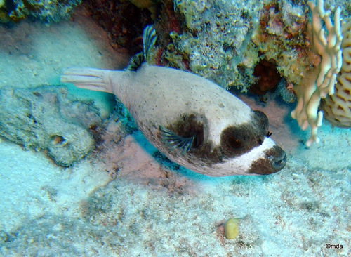 Masked Puffer