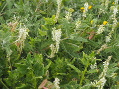Astragalus nuttallii