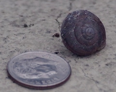 Helminthoglypta reediana