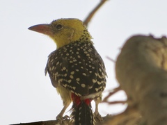 Trachyphonus margaritatus