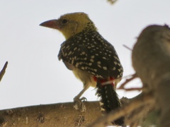 Trachyphonus margaritatus