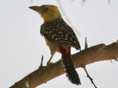 Trachyphonus margaritatus