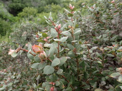 Arctostaphylos morroensis