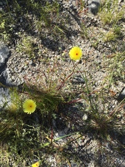 Malacothrix glabrata