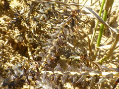 Agathosma latipetala