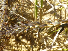 Agathosma latipetala