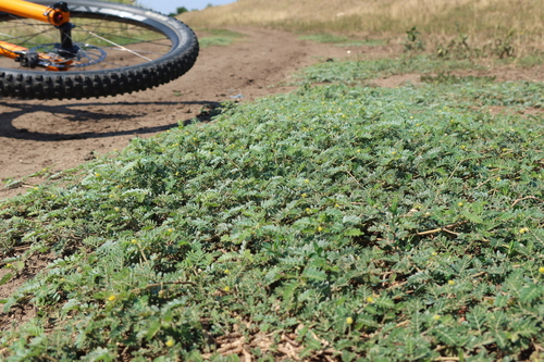 puncture vine