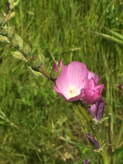 Sidalcea malviflora