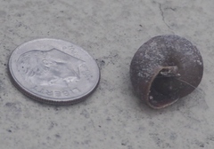 Helminthoglypta reediana