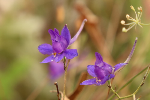 Forking Larkspur