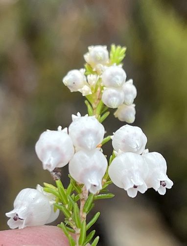 Kamanassie White Heath (Erica tragulifera)