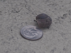 Helminthoglypta reediana