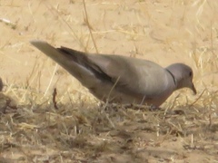Streptopelia roseogrisea
