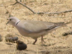 Streptopelia roseogrisea