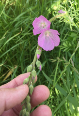Sidalcea malviflora