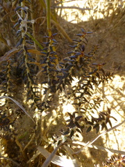 Agathosma latipetala