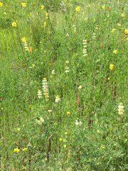 Lupinus microcarpus