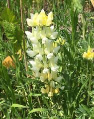 Lupinus microcarpus